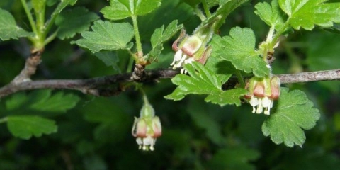 Ogrozda ural bez trna